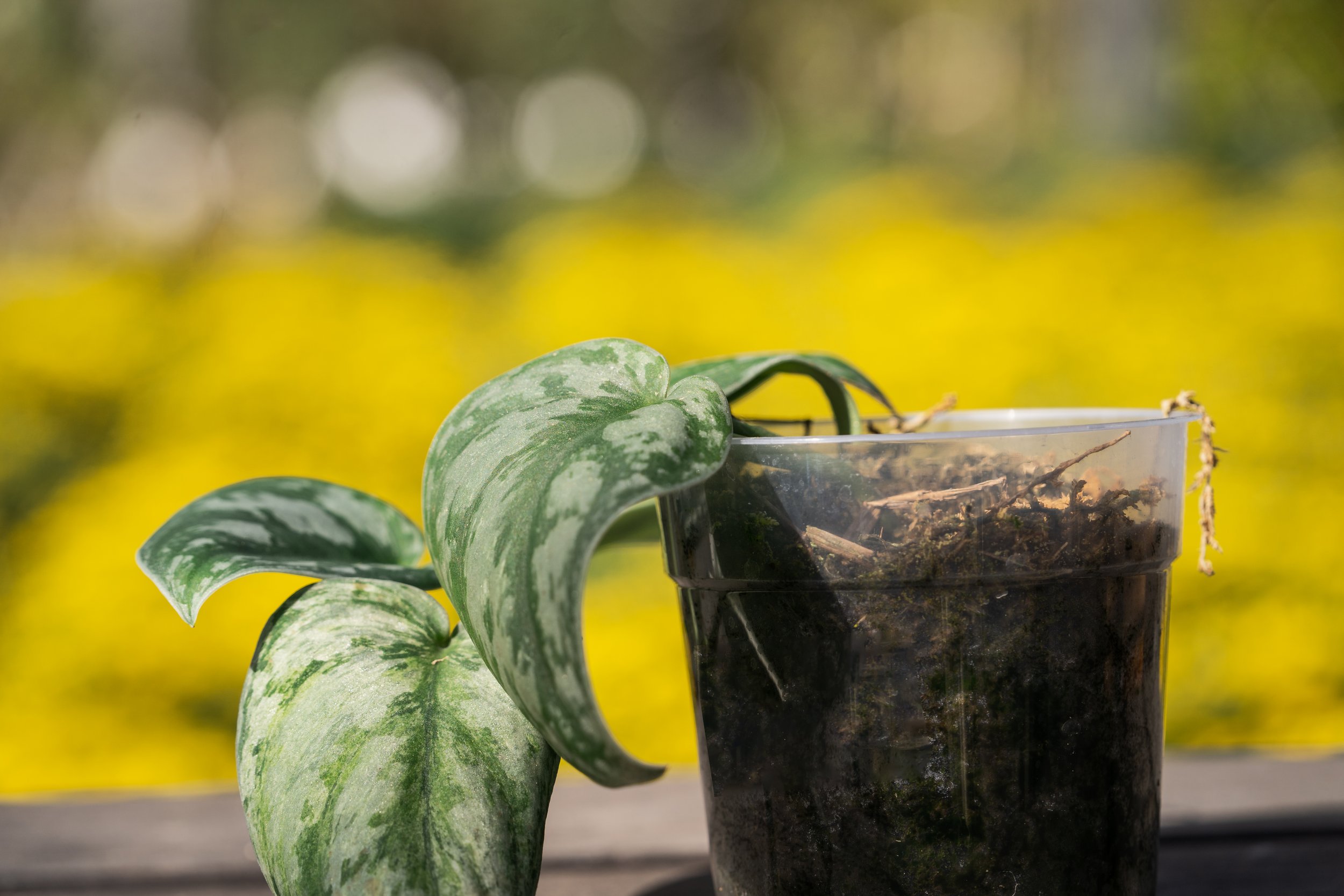 Scindapsus Pictus Exotica “Yellow Lava” เลี้ยง Stress มากๆ